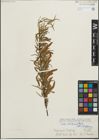 Foto von Salix humboldtiana Willd.